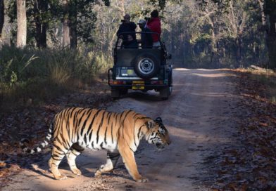 private tour guide delhi private tour guide delhi